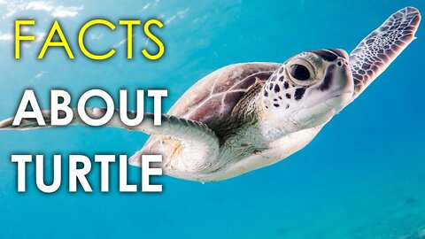 AMAZING FACTS ABOUT SEA TURTLES | ANIMAL FACTS | WILDLIFE | REPTILES | TURTLES BODY SHELL