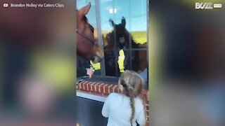 Family takes along horse to surprise great-grandparents