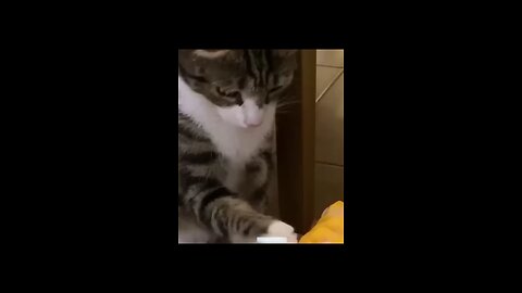 very funny video 🤣 #dog cat funny moments enjoy like viral videos