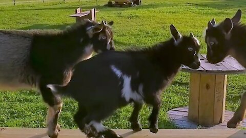 Baby goats get excited for their new parkour obstacle course 🤣🤣