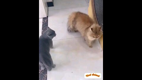 The cats were fighting furiously🙈🥱 interesting video