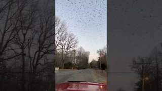 Huge flock of birds