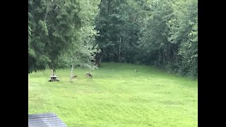 Deer family - watching babies play