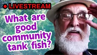 Best Community Fish| LIVE w/FatherFish