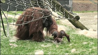 Male Orangutan Attempts To Bite His Baby's Head