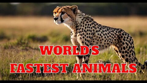 The Fastest Land Animals...