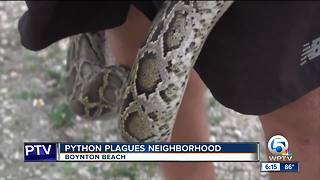 Boynton Beach neighborhood on edge after allegedly python sightings