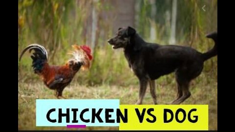 Chicken VS Dog - Funny Animal Fight