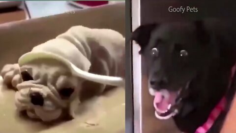 Funniest dog reaction 🤣🤣🤣