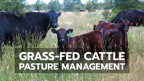 Grass-Fed Cattle Pasture Management