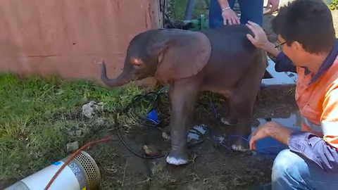Heroic Miners Save Baby Bull Elephant From Drowning In A Well
