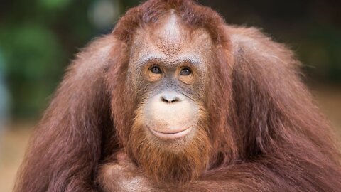 Linking Great Ape Conservation and Poverty Alleviation: Field Trip, Central Kalimantan, Indonesia