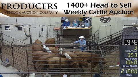 11/17/2022 - Producers Livestock Auction Company Cattle Auction