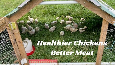 Pasture-bound Poultry: Happy Birds, Healthy Meat!
