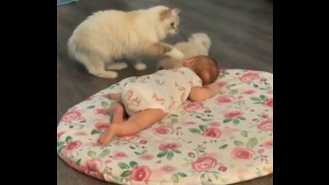 Mama cat wants her kitten to be friends with human baby.