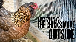 Homestead Update: Chicks In The Chicken Tractor, Pig Enclosure, and New Fruit Plants