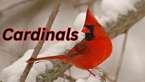 Cardinals: Nature's Red Beauties
