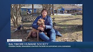 Meg the dog is up for adoption at the Baltimore Humane Society