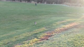 Speedy saluki dog bounds across the field