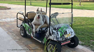 Talkative Great Dane Loves His Golf Cart