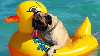 Pug relaxa em praia mexicana