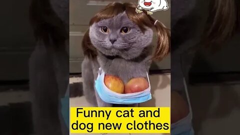 Funny animal new clothes 🤣 Funny animals compilation