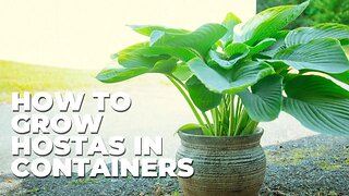 How To Grow Hostas In Containers