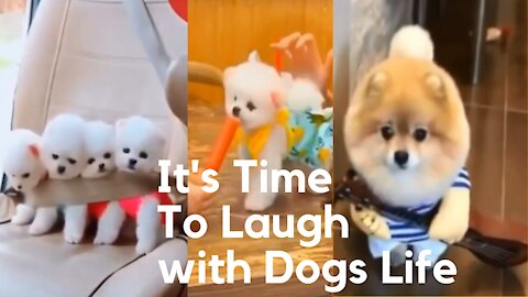Funny DOGS will make you LAUGH like a drain - Time to Relax! #Shorts