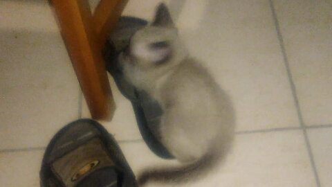 Tiny siamese kitten plays with slipper - Meimei's first video #shanmeigato