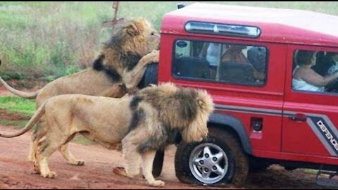 👉 6 Minutes of ANIMALS VS CARS, Trucks, Boats, Including Lions, Bears, Elephants