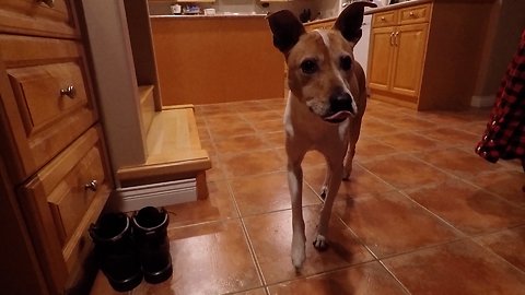 Dog Won't Eat Until She Gets Something Special In Her Food Bowl