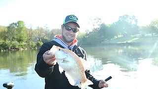 Crappie Fishing with Wired For Crappie + Crappie Cove Tournament (Watts Bar Lake ep. 5)