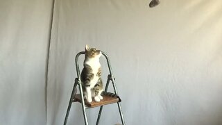 Intelligent Kitten Brought a Ladder to Catch the Toy