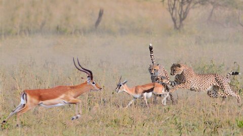 Mother Impala Fail To Protect Her Baby From Cheetah Hunting | Poor Baby Impala