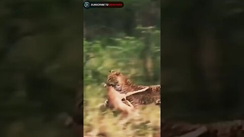 Leopard hold a impala in mouth and run away