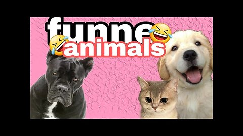 Funny Animals||Funny Cat And Dog video||Trying to not laugh 🤪🤪👆👆