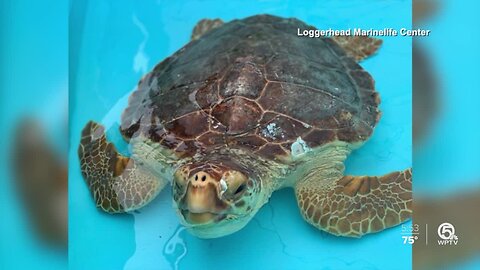 Vote online to help local sea turtle rescue win $5K