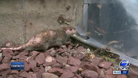 Rat-infested Lakewood home set to be exterminated after Contact7 report