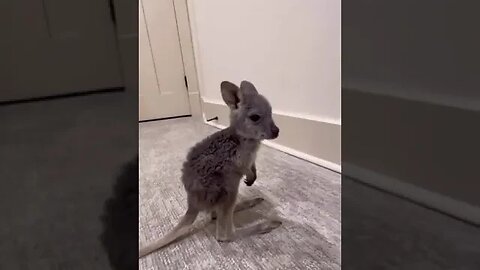 Baby Kangaroo #kangaroo #baby #aww