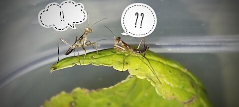 Meeting of two little praying mantises