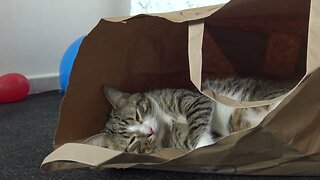 Quiet Cat Meditates in a Paper Bag