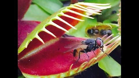Venus Fly Trap: Facts about Venus Fly Traps