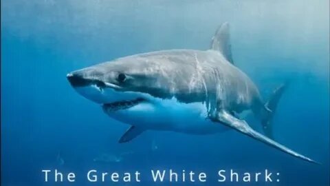 The Great White Shark The Apex Predator Of The Ocean