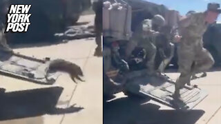 Raccoon chases soldiers in hilarious animal ambush