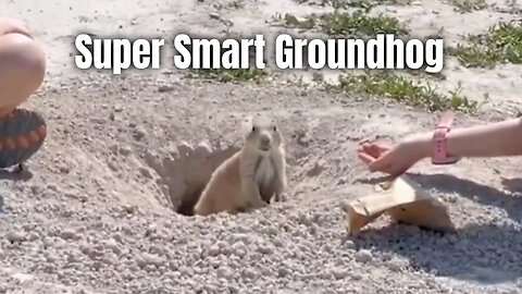 Super-Smart Groundhog