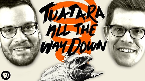 Tuatara All the Way Down