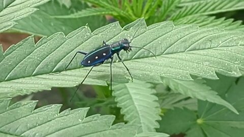 The Beautiful Predatory Tiger Beetle