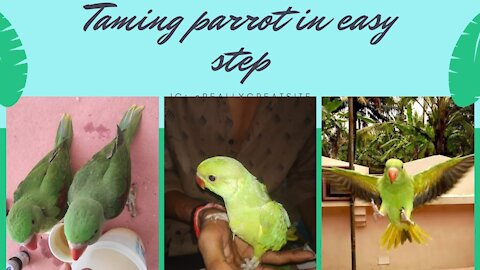 how to tame a parrot from starting|alexandrine parrot Taming| parrot free fly training part 1