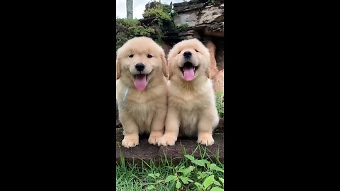 fluffiest golden retriever puppies!