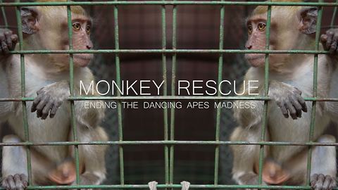Monkey Rescue